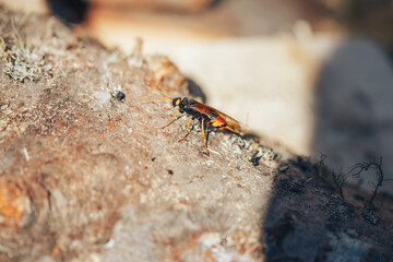 Great wasp wasp of black-orange color standing on the bark of a tree