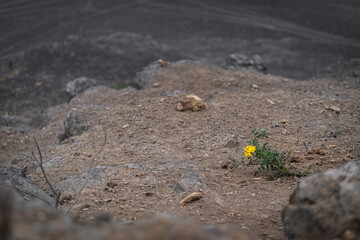 Flor de Amancaes