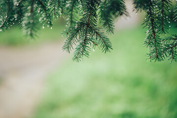 Close-up of a Christmas tree branch, on the branches there are drops of morning dew or raindrops, season