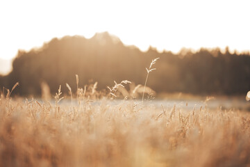 Beautiful wheat field in the countryside, late summer season