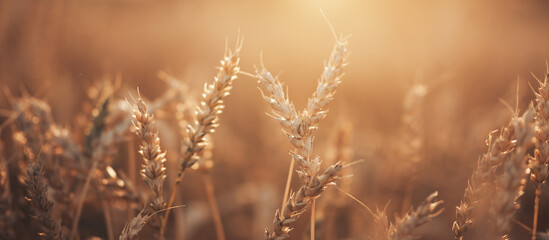 Beautiful wheat field in the countryside, late summer season