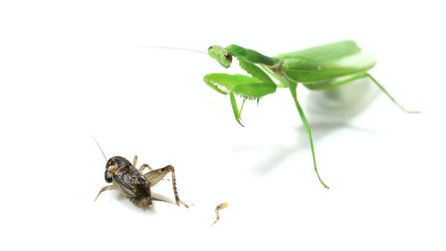 Praying mantis predation on a white background