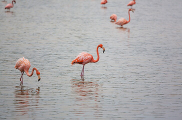 Flamingo in Mexico