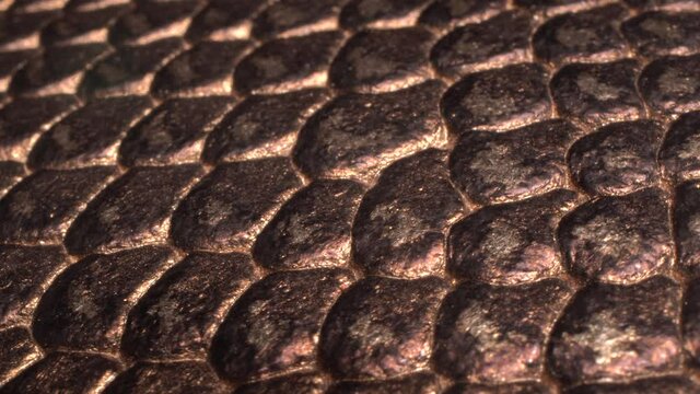 Boa or python snake pattern skin. Fashion and Clothing Industry. Real animal leather texture with a metallic effect