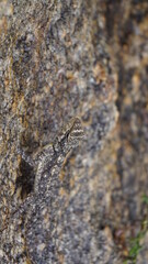 lizard on stone