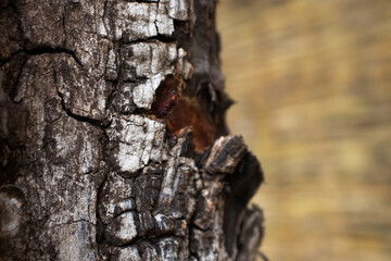 bark texture