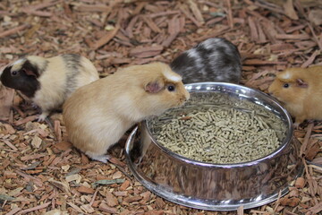 guinea pigs feeding on grain