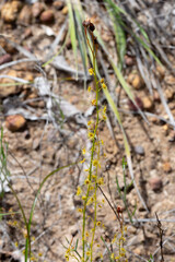 Drosera prophylla east of Jurien Bay, Western Australia