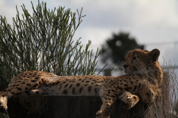 leopard relaxing in the sun on top of a tree stump