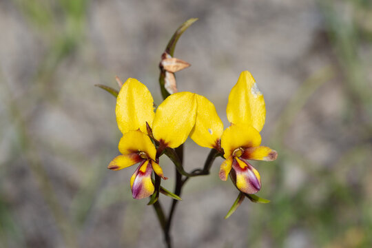 the beautiful yellow/orange flowers of the Donkey Orchid Diuris tinkeri  seen east of Jurien Bay in Western Australia, frontal view