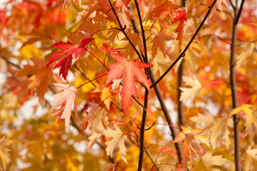 Naklejka na ściany i meble Season of beautiful autumn eallow and red maple leaves hanging on the tree during sunny day. Concepts: seasonal, nature, outdoor