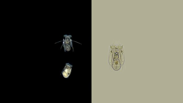 Rotifera Polyarthra sp. under a microscope, family Synchaetidae, order Ploima, Sample found at Lake Baikal. Sheveleva Natalia Georgievna helped to identify