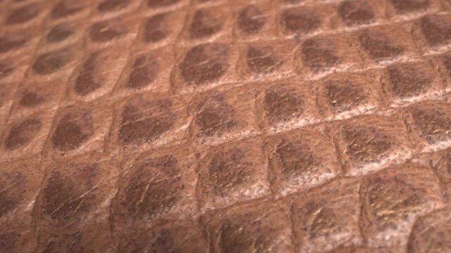 Brown snakeskin pattern extra close up. Snake, crocodile or lizard skin. The texture of animal leather
