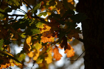 The first leaves of autumn