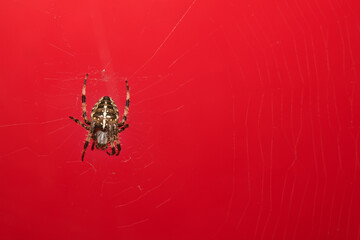 Araneus Diadematus, pająk krzyżak na czerwonym tle.