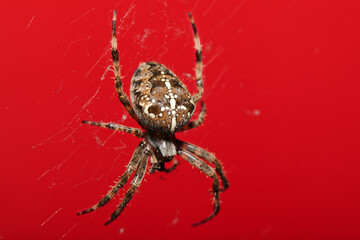 Araneus Diadematus, pająk krzyżak na czerwonym tle. - obrazy, fototapety, plakaty