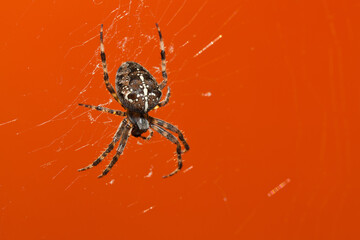 Araneus Diadematus, pająk krzyżak na pomarańczowym tle.