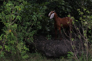 Fototapeta na wymiar A goat standing on the rock in the forest