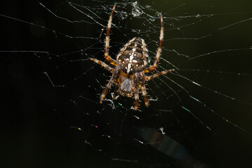 Araneus Diadematus, pająk krzyżak. - obrazy, fototapety, plakaty