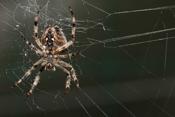 Araneus Diadematus, pająk krzyżak.