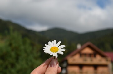 chamomile,thistle,mountain flora, large chamomile flowers, macro photography