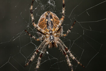 Araneus Diadematus, pająk krzyżak, makro. - obrazy, fototapety, plakaty