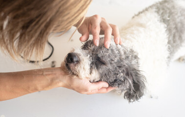 Blond woman grooming a dog at home