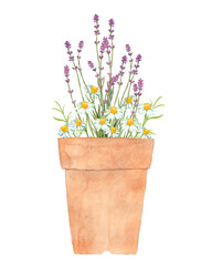 ラベンダーとカモミールの植木鉢　水彩イラスト