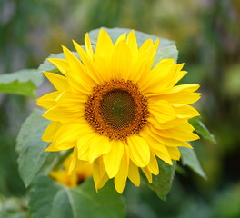 Blooming decorative sunflower in the garden