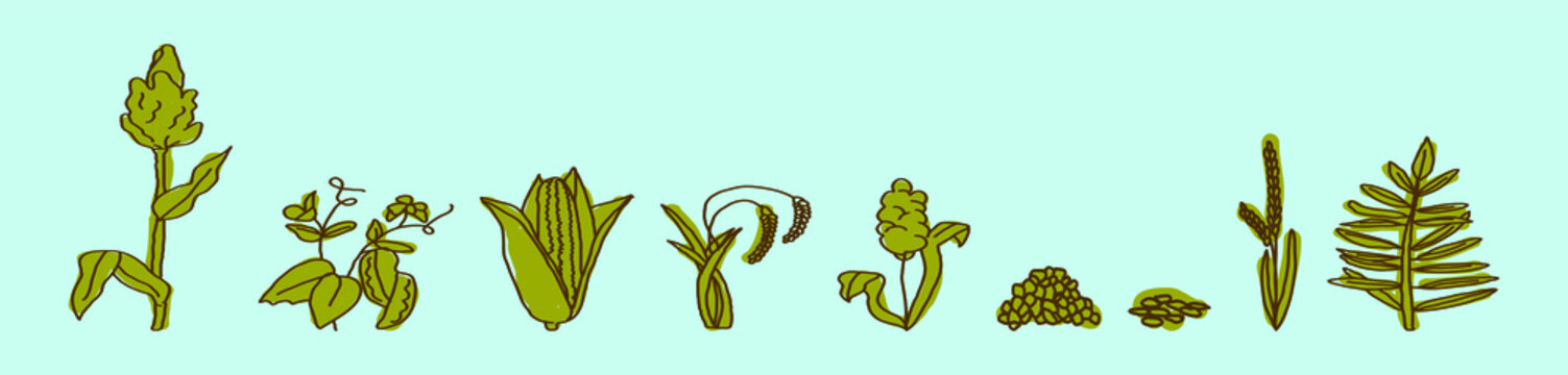 Great Millet (Sorghum Bicolor), Or Durra, Jowari, Milo, Cereal Crop. Botanical Vector Illustration