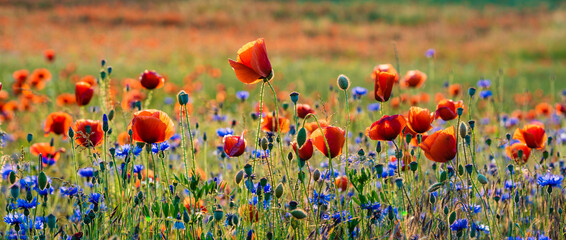 blooming wild flowers and herbs in a meadow in the light of the setting sun