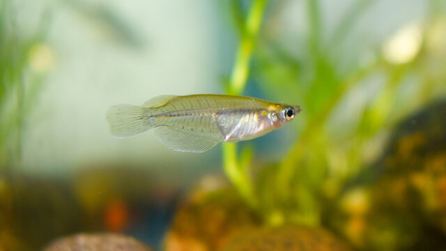 Indian ricefish or Indian Killifish (Oryzias dancena) fish in aquarium