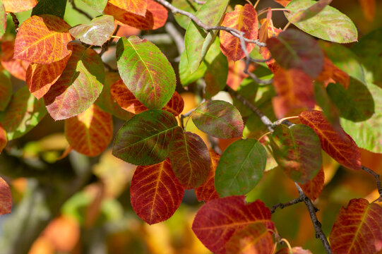 amelanchier lamarckii shadbush autumnal shrub branches full of beautiful red orange yellow leaves
