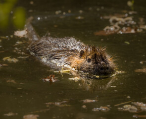 coypu, nutria (Myocastor coypus) swimming in greenish water