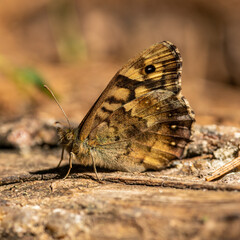 speckled wood (Pararge aegeria) butterfly on the ground closed wings
