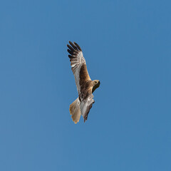 western marsh harrier (Circus aeruginosus) bird of prey in flight sideways on blue sky