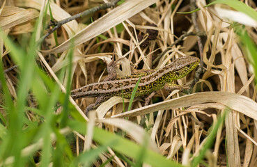 common sand lizard (Lacerta agilis) crawling in dry vegetation