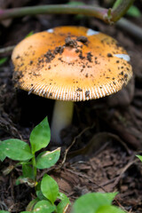 mushroom in the forest