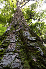 Fototapeta premium trunk of a tree