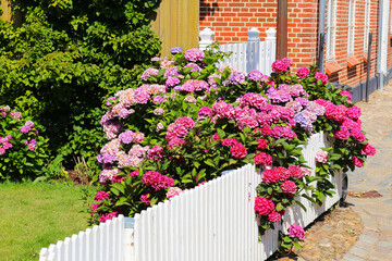 Pink hydrangea full of blossoms behind white fence