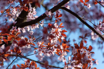 Blossom