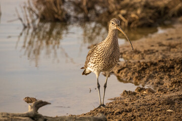 Chiurlo maggiore (Numenius arquata), risaie vercellesi