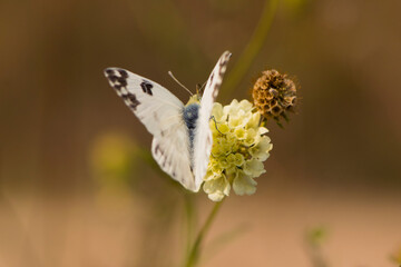 
white butterfly on a delicate wildflower