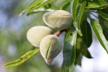 Almond on the tree | Amende sur l'arbre