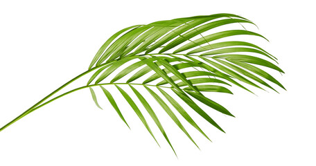 Yellow palm leaves (Dypsis lutescens) or Golden cane palm, Areca palm leaves, Tropical foliage...