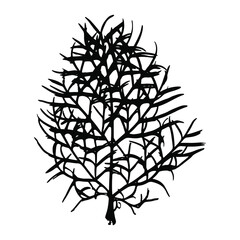 Imprint of a natural field grass leaf. Black silhouette of ornamental grass. Botanical vector illustration. Suitable for design, pattern, print, postcards.