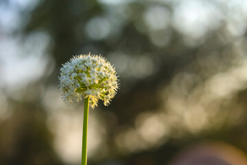 Onion flower field , green Onion field