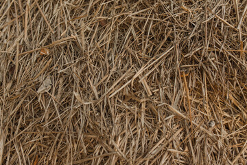 Straw texture close up. Dry straw background.