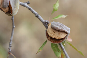 Almond | Amende