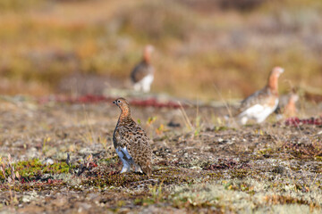 White partridge in summer tundra. White grouse.